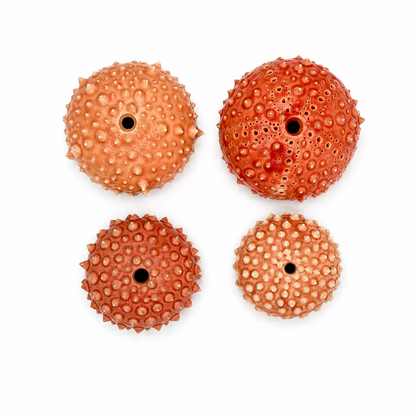 Sea Urchins, Set 4