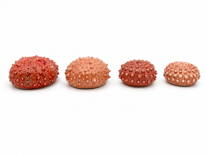 Sea Urchins, Set 4