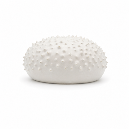 Sea Urchins, Set 6